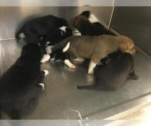 German Shepherd Dog-Saint Bernard Mix Dogs for adoption in Riverside, CA, USA