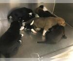 Small German Shepherd Dog-Saint Bernard Mix