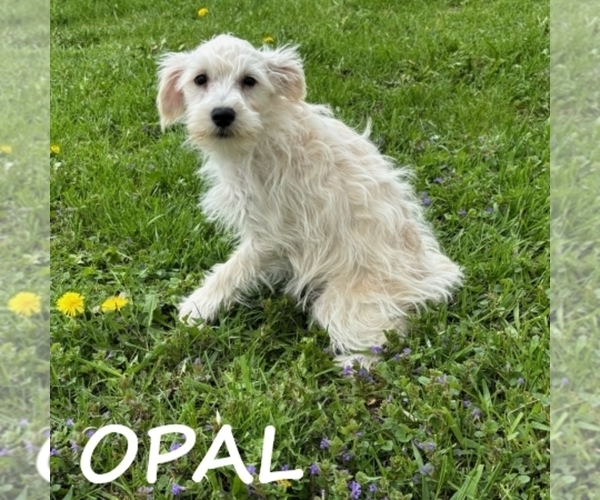 Medium Photo #3 Schnoodle (Miniature) Puppy For Sale in HARTLAND, MN, USA