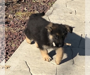 German Shepherd Dog Puppy for sale in NEW HAVEN, KY, USA