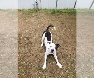 King Zeus - Male Mutt Dog for Adoption - Photo #4