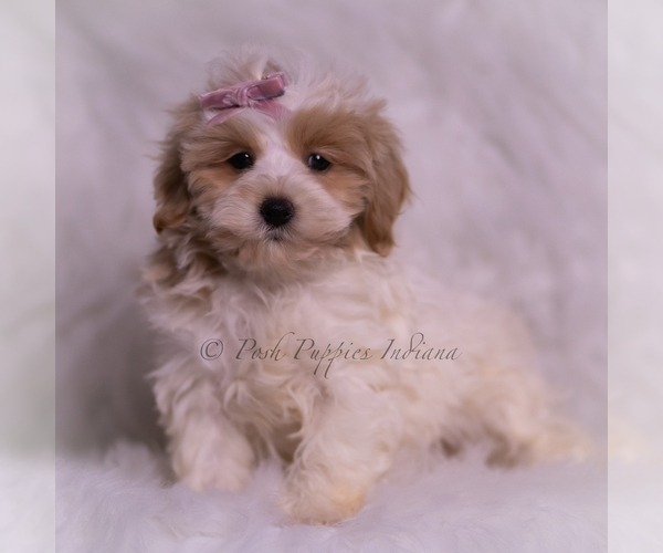 Medium Photo #4 Maltipoo (Miniature) Puppy For Sale in WARSAW, IN, USA