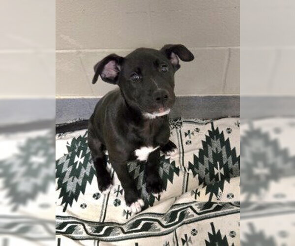 Medium Photo #1 Labrador Retriever-Unknown Mix Puppy For Sale in Glen Allen, VA, USA