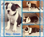 Puppy Boy Green Boston Terrier