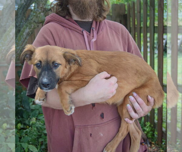 Medium Photo #2 Mutt Puppy For Sale in Huntley, IL, USA