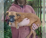 Small #1 Mutt