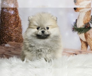 Pomeranian Puppy for sale in WARSAW, IN, USA