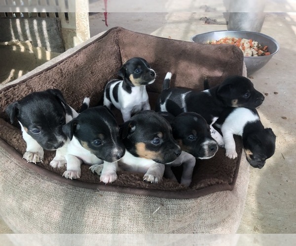 Medium Photo #2 Jack Russell Terrier Puppy For Sale in PASO ROBLES, CA, USA
