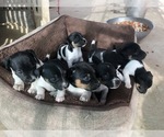 Small Photo #2 Jack Russell Terrier Puppy For Sale in PASO ROBLES, CA, USA