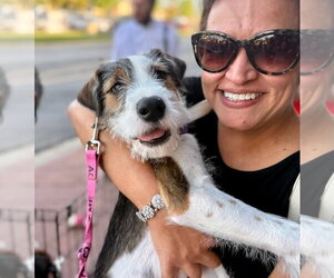 Nova - Male Mutt Dog for Adoption - Photo #9
