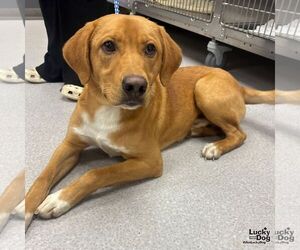 Retriever -Unknown Mix Dogs for adoption in Washington, DC, USA