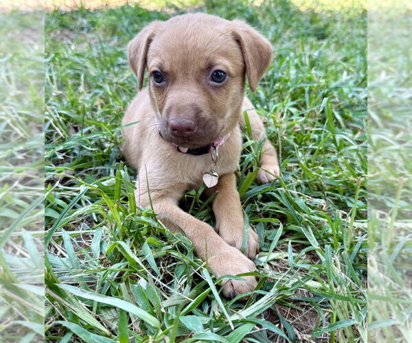 Medium Photo #6 Golden Retriever-Unknown Mix Puppy For Sale in OKLAHOMA CITY, OK, USA