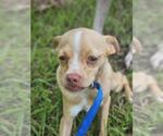Small #1 Chihuahua Mix