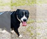 Small #2 American Staffordshire Terrier-Bull Terrier Mix