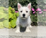 Small West Highland White Terrier