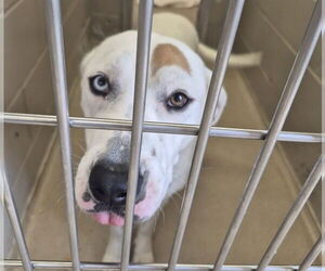 Labrador Retriever-Siberian Husky Mix Dogs for adoption in Decatur, IL, USA