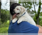 Small Photo #14 Labrador Retriever Puppy For Sale in MOUNT AIRY, MD, USA