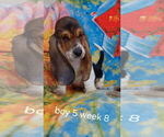 Small #3 Basset Hound