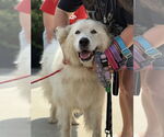 Small #1 Great Pyrenees Mix