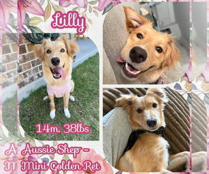 Lilly - Female Golden Retriever Dog for Adoption - Photo #4