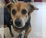 Small Labrador Retriever-Retriever  Mix