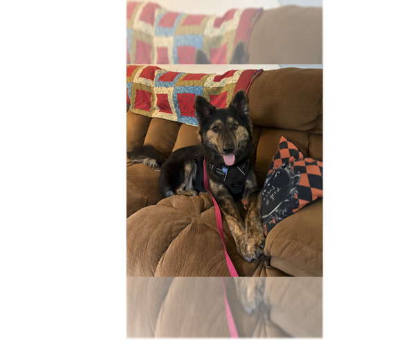 Medium Photo #1 German Shepherd Dog Puppy For Sale in Springdale, PA, USA