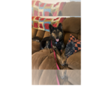 River - Female German Shepherd Dog Dog for Adoption - Small photo