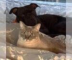 *KIP - Male Mutt Dog for Adoption - Small photo