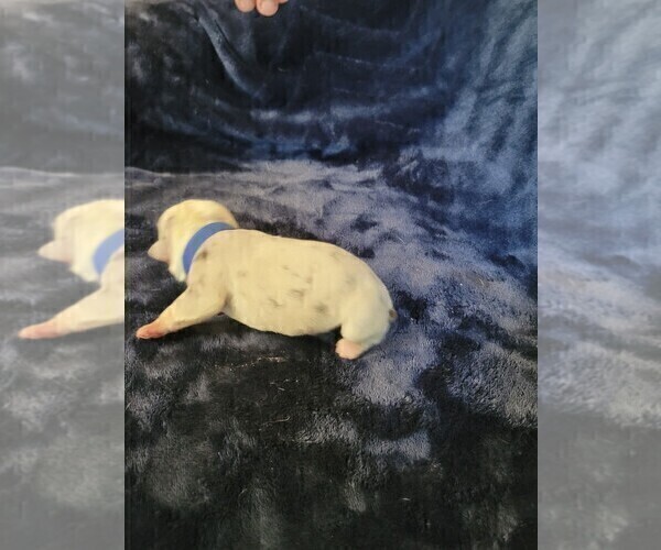 Medium Photo #4 Olde English Bulldogge Puppy For Sale in HAMLER, OH, USA
