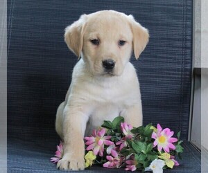 Golden Labrador Puppy for sale in FREDERICKSBURG, OH, USA