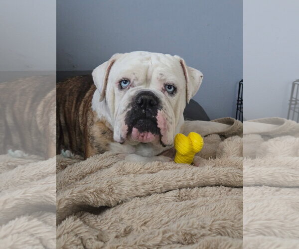 Medium Photo #5 Bulldog Puppy For Sale in St. Louis Park, MN, USA