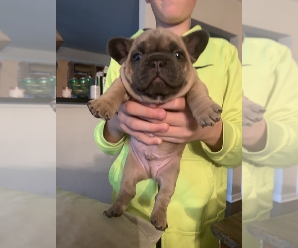 Medium Photo #1 French Bulldog Puppy For Sale in GLENDALE HEIGHTS, IL, USA