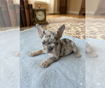 Small #3 French Bulldog