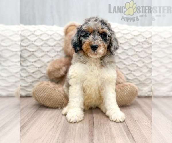 Medium Photo #1 Bernedoodle Puppy For Sale in WOLCOTT, IN, USA