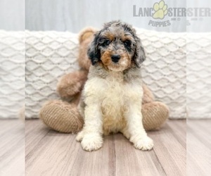 Father of the Bernedoodle puppies born on 01/23/2025