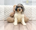 Small Photo #1 Bernedoodle Puppy For Sale in WOLCOTT, IN, USA