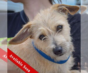 Chiweenie Dogs for adoption in Huntley, IL, USA