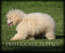 Small Photo #46 Poodle (Miniature) Puppy For Sale in COPPOCK, IA, USA