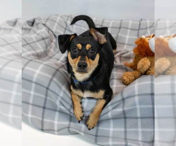 Medium Photo #5 Chiweenie Puppy For Sale in Kennesaw, GA, USA