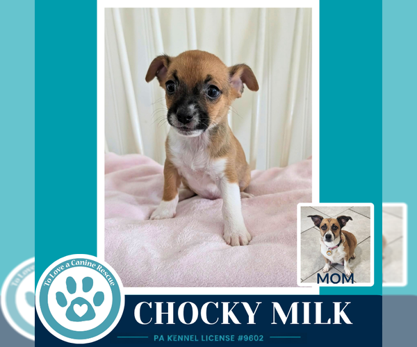 Medium Photo #2 Beagle-Unknown Mix Puppy For Sale in Kimberton, PA, USA