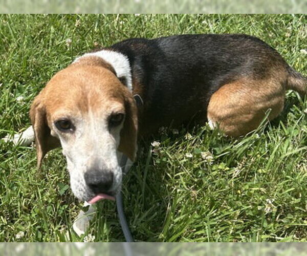 Medium Photo #1 Beagle-Unknown Mix Puppy For Sale in Warrenton, VA, USA