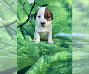 Jack Russell Terrier Puppy for Sale in LANCASTER, Pennsylvania USA
