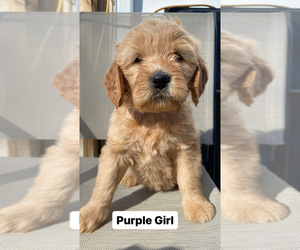 Cavapoo Puppy for sale in CARTHAGE, NC, USA