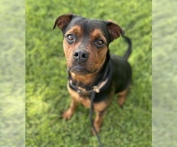 Medium Photo #2 Rottweiler Puppy For Sale in Evansville, IN, USA