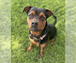 Small #1 Rottweiler
