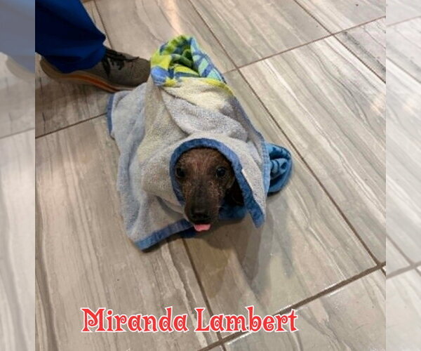 Medium Photo #13 Dachshund Puppy For Sale in San Antonio, TX, USA