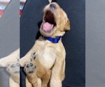 Small Photo #6 Goldendoodle Puppy For Sale in MODESTO, CA, USA