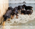Small Photo #46 Rottweiler Puppy For Sale in RIEGELWOOD, NC, USA