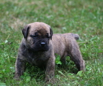 Small #2 Boerboel