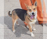Small #7 Carolina Dog-German Shepherd Dog Mix